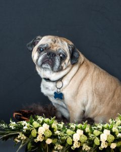 Pet Photography by Franctal Studio - Furtogtaphy in Burnaby BC